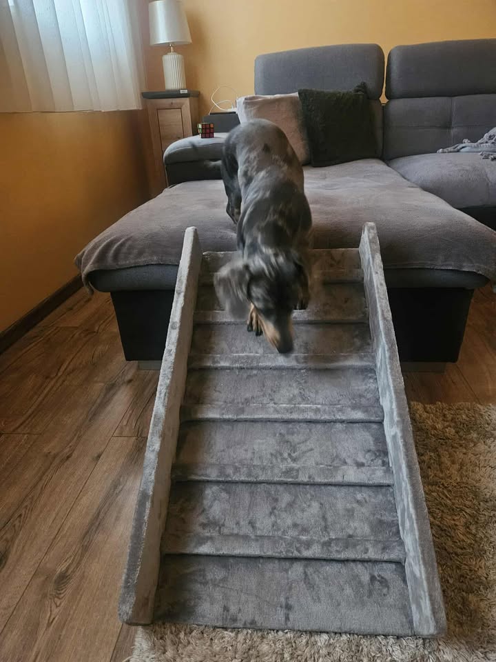Kutya Bécy kutyarámpával, vásárlói fotó 1