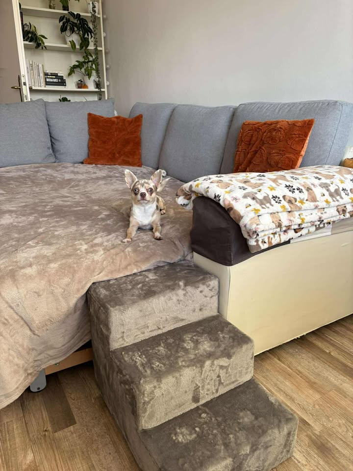 Bécy kutyarámpa, vásárlói fotó 9